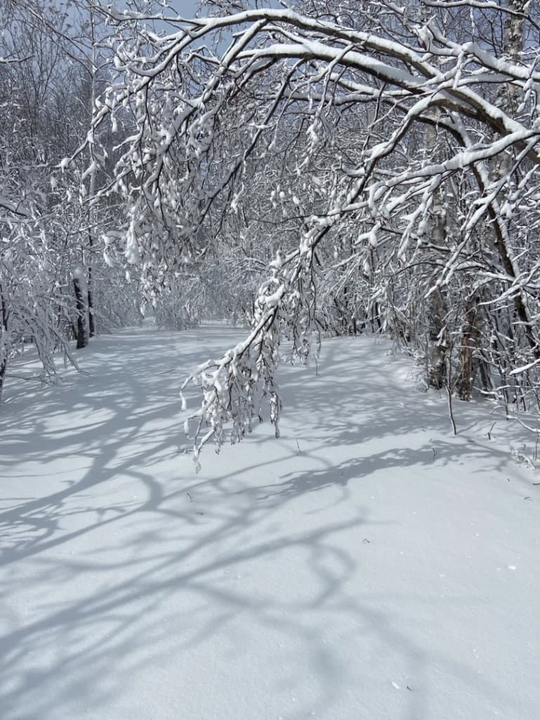 Skiers on the trail 3